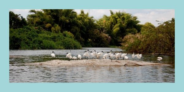 Water Bird Sanctuary